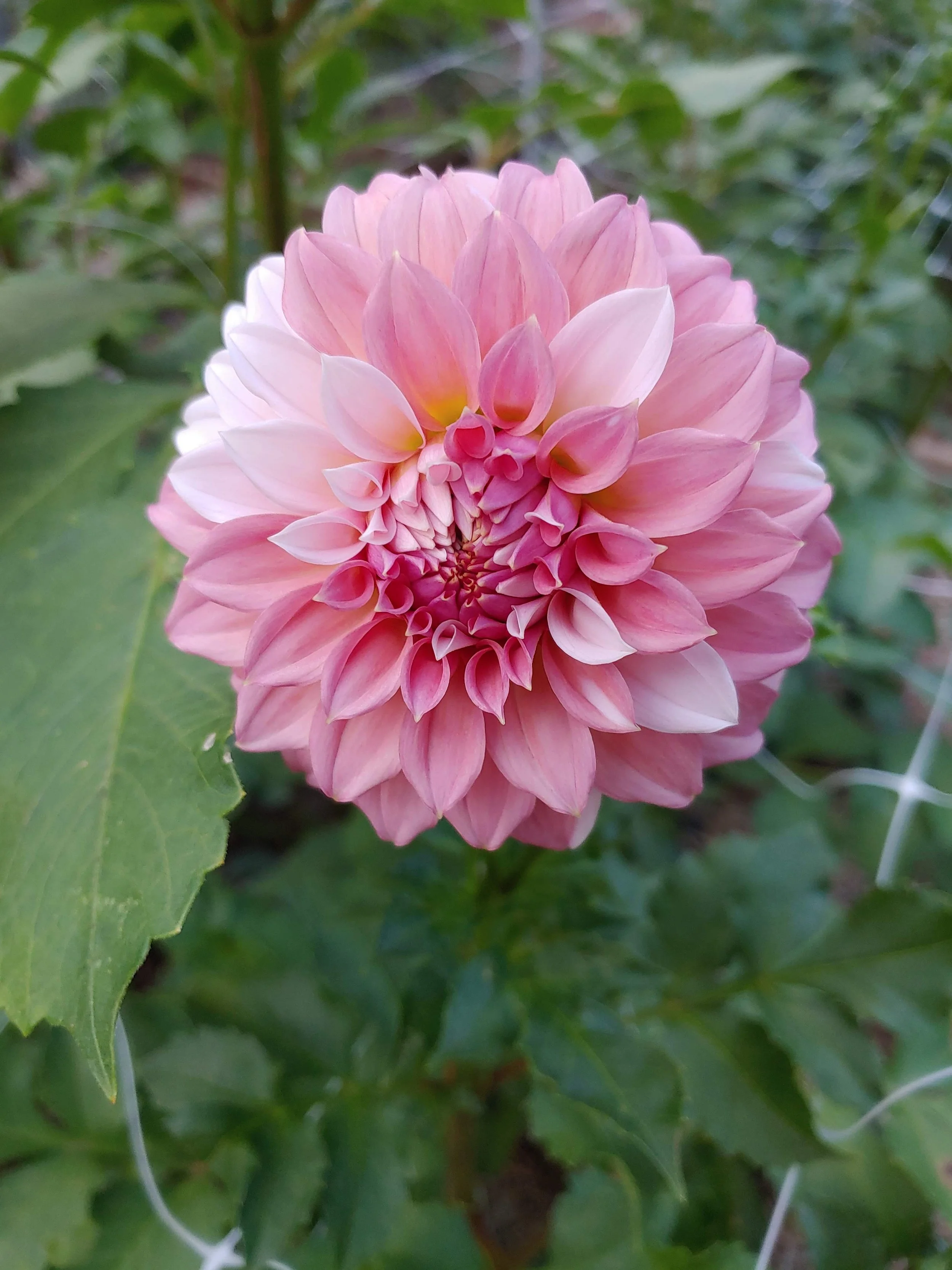 Fraylick Farm - A Little Flower Therapy